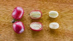 Spracovanie kávovníkového zrna.