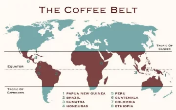 Čo je Coffee Bean Belt ?