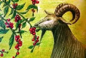 Odkiaľ prišla káva