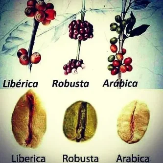 Druhy kávovníkov
